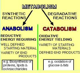 Describe the difference between anabolic and catabolic reactions